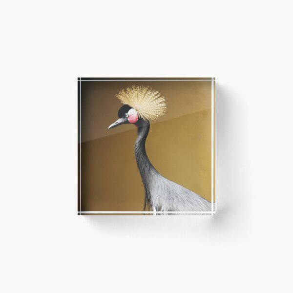 Item preview, African Photos Canvas Ideas - Black Crowned Crane. designed and sold by Sunnyhova.