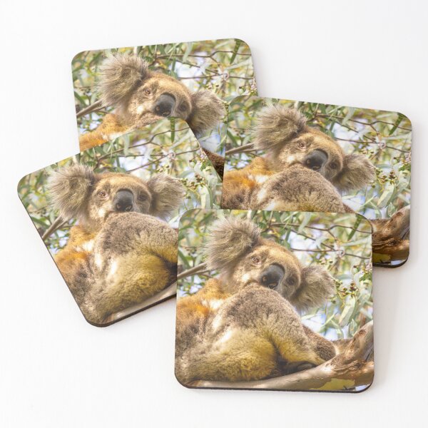 Item preview, Koala in morning sun designed and sold by WendyJC.