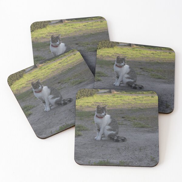 Item preview, Tender kitten posing designed and sold by MAGU-PHOTOGRAPH.