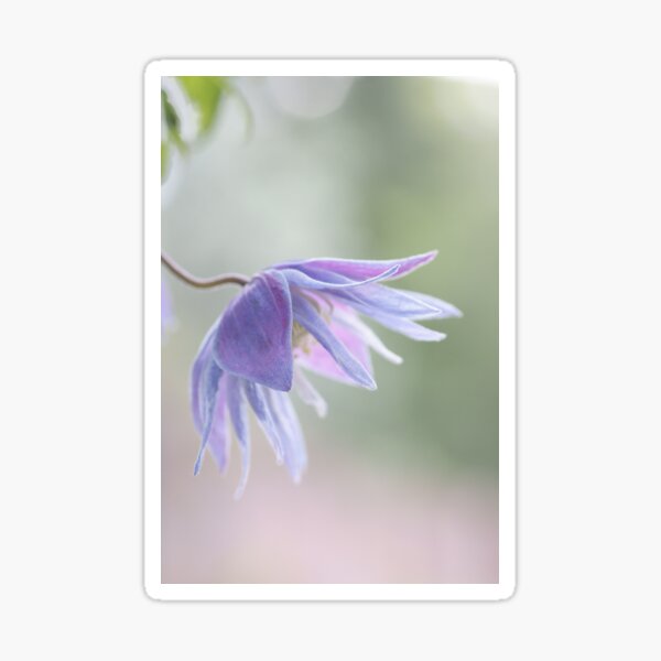 Clematis macropetala Sticker