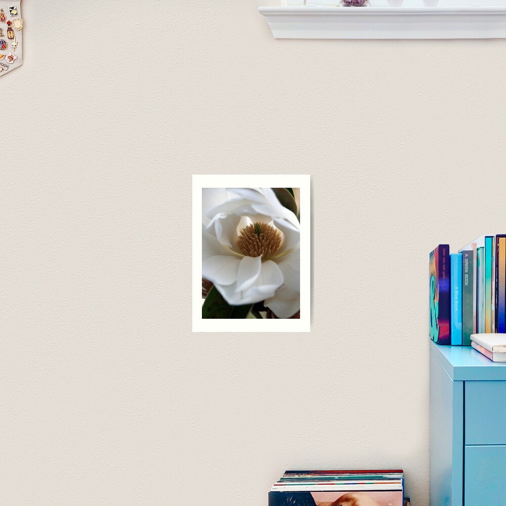 Evergreen Magnolia Art Print