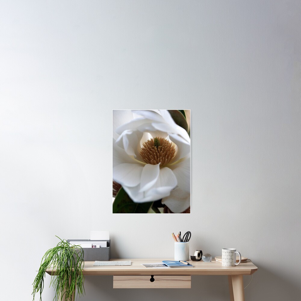 Evergreen Magnolia Poster