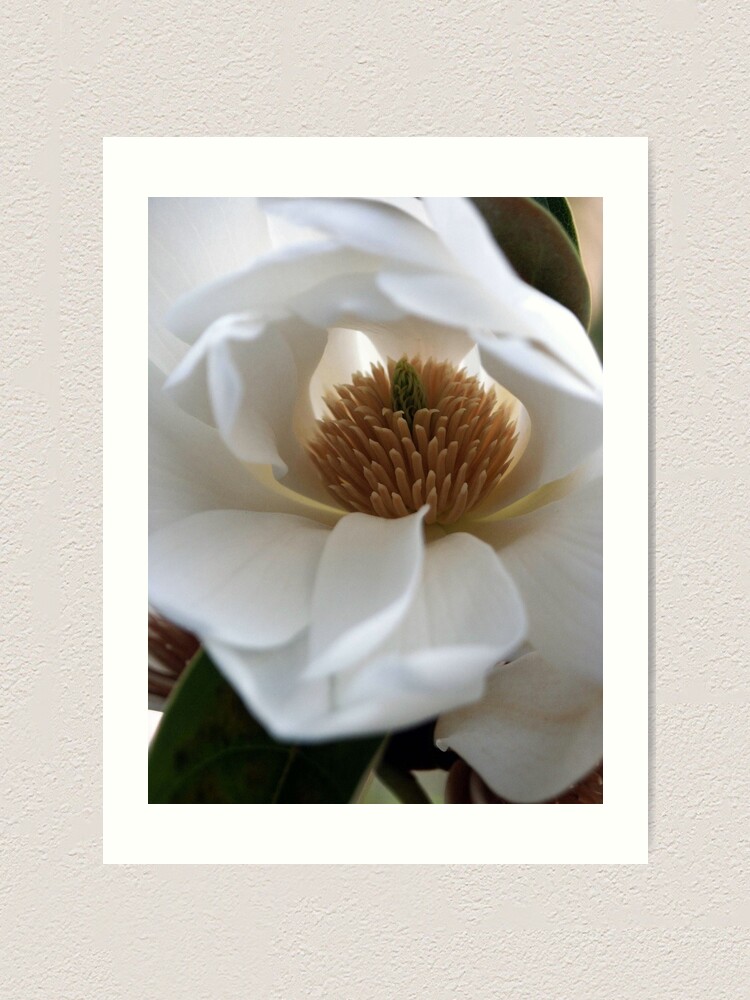 Alternate view of Evergreen Magnolia Art Print