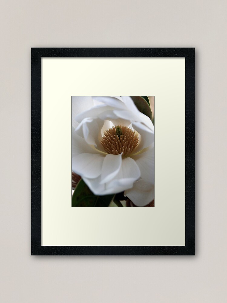 Alternate view of Evergreen Magnolia Framed Art Print