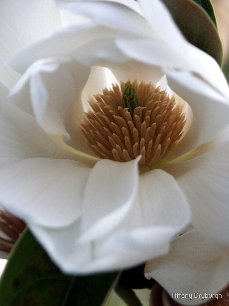 Evergreen Magnolia by Tiffany
