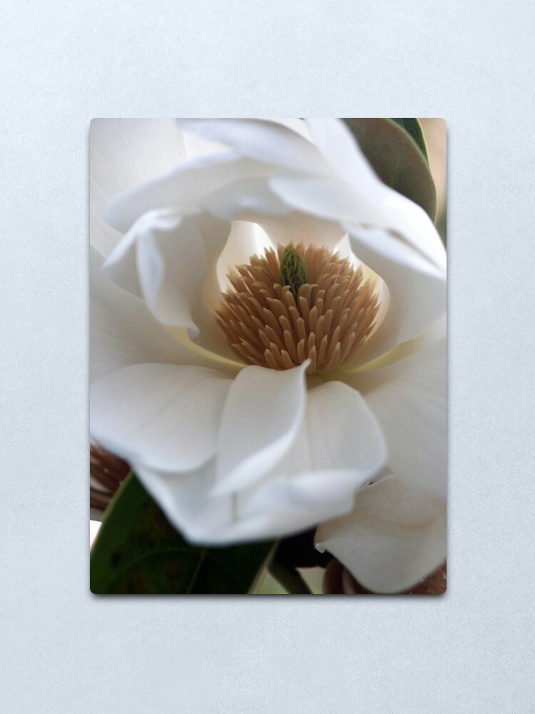 Alternate view of Evergreen Magnolia Metal Print