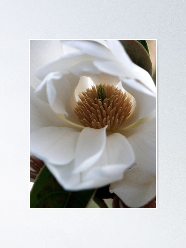 Alternate view of Evergreen Magnolia Poster