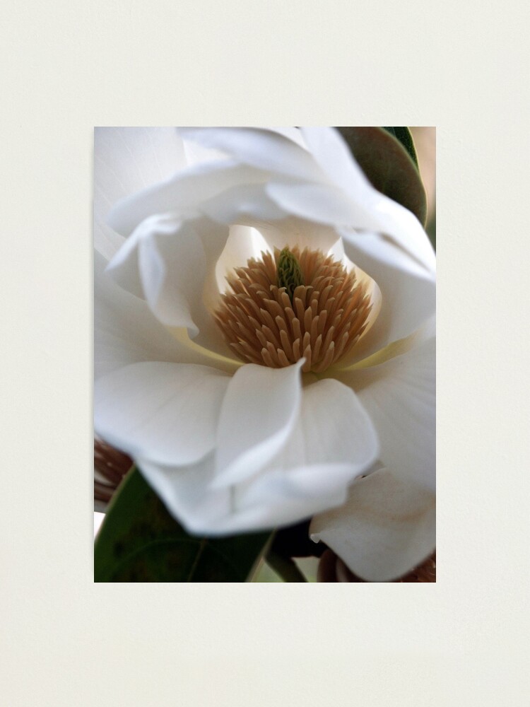 Alternate view of Evergreen Magnolia Photographic Print