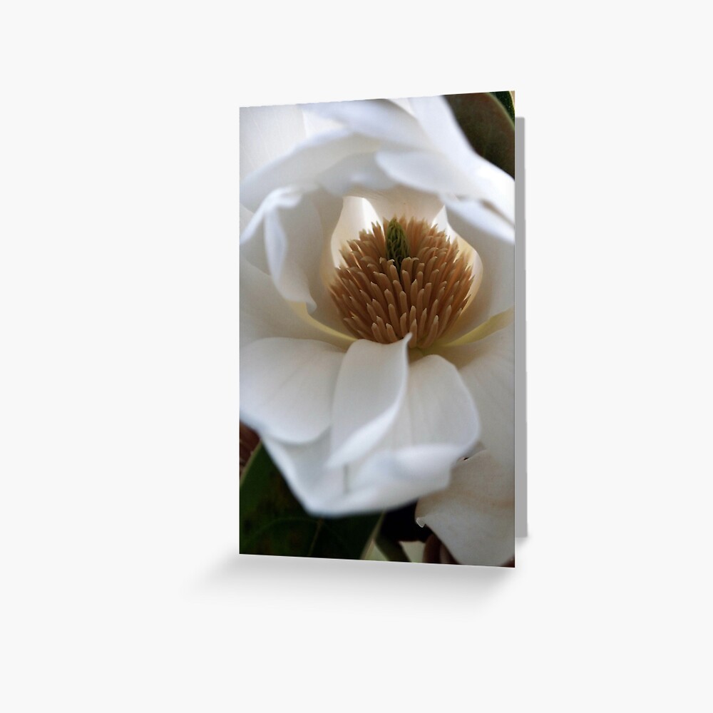 Evergreen Magnolia Greeting Card