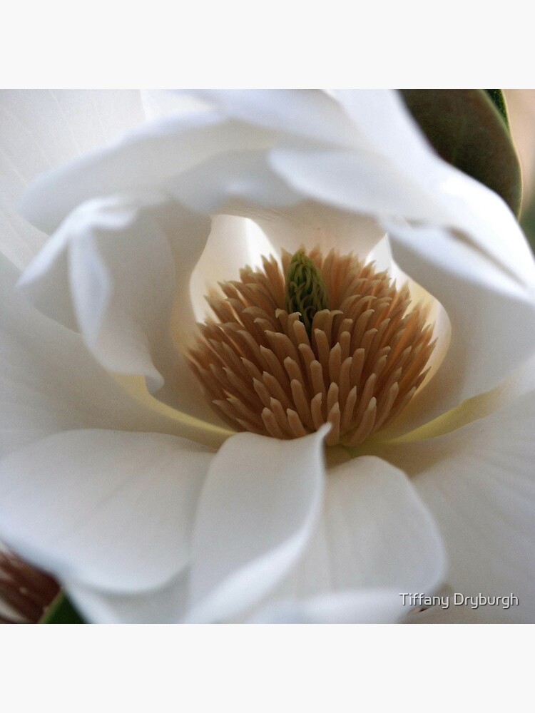 Evergreen Magnolia by Tiffany