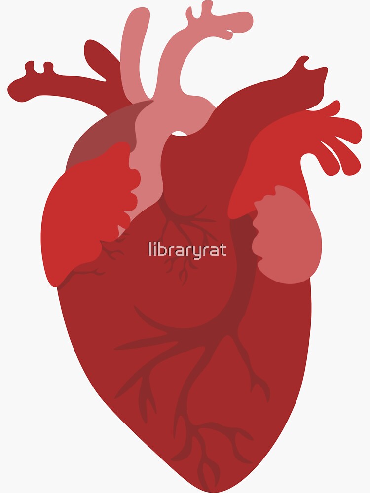 Anatomical Heart Sticker For Sale By Libraryrat Redbubble 6378