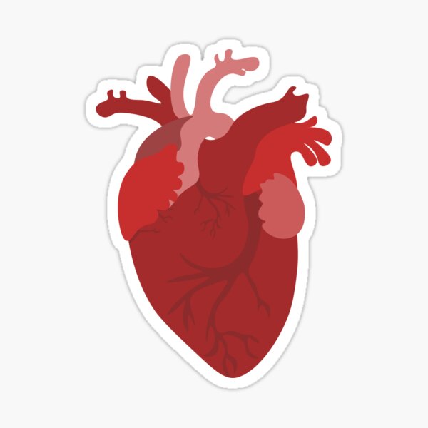 Anatomical Heart Sticker For Sale By Libraryrat Redbubble 4461