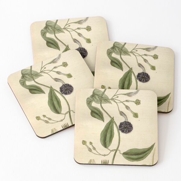 Item preview, Ceropegia elegans Curtis Botanical Magazine Tab.3015 designed and sold by EsotericBotanic.