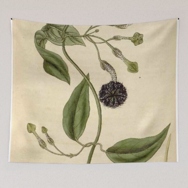 Item preview, Ceropegia elegans Curtis Botanical Magazine Tab.3015 designed and sold by EsotericBotanic.