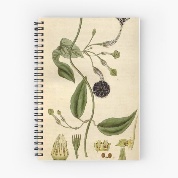 Item preview, Ceropegia elegans Curtis Botanical Magazine Tab.3015 designed and sold by EsotericBotanic.