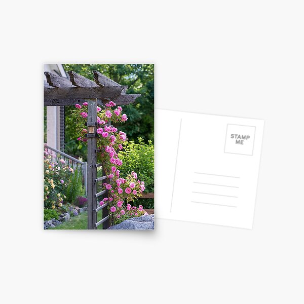Climbing Roses Postcard