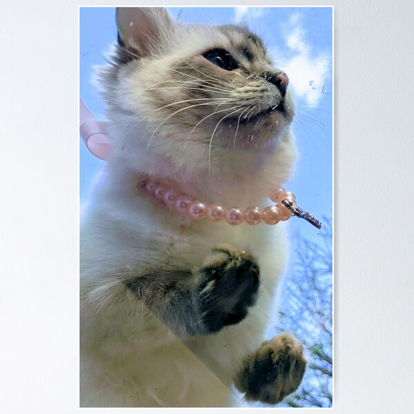 Item preview, Saoirse the ragdoll cat queen designed and sold by Fluffycat2020.