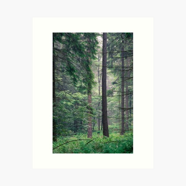 Forest Art Print