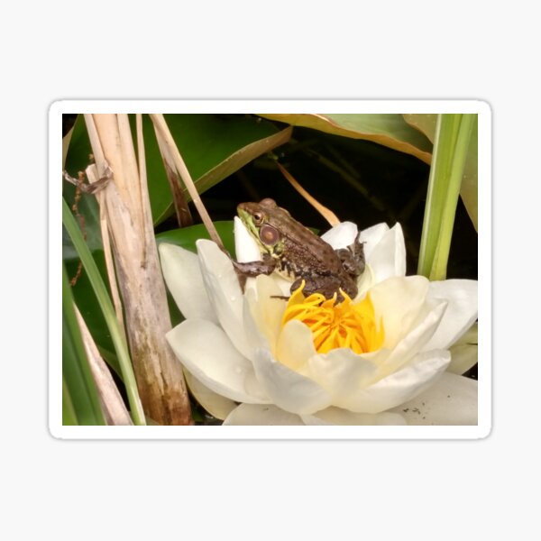 Frog on a Lily Sticker