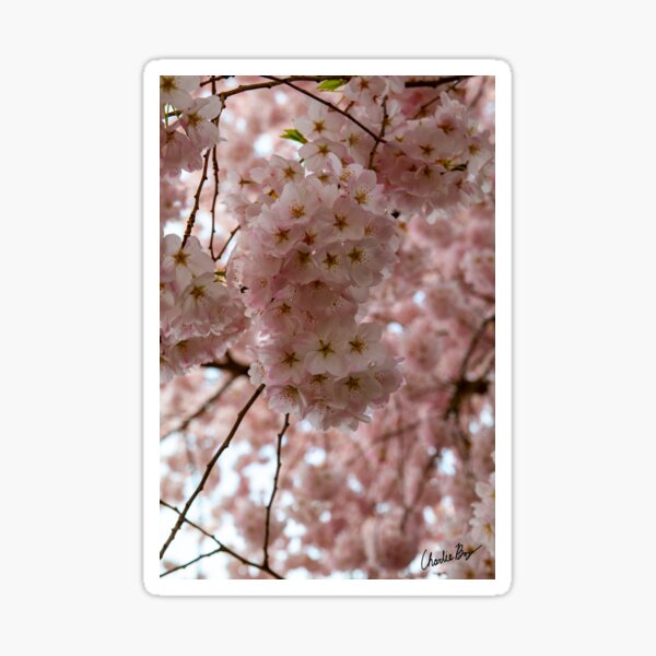 Spring is Cherry Blossom Season Sticker