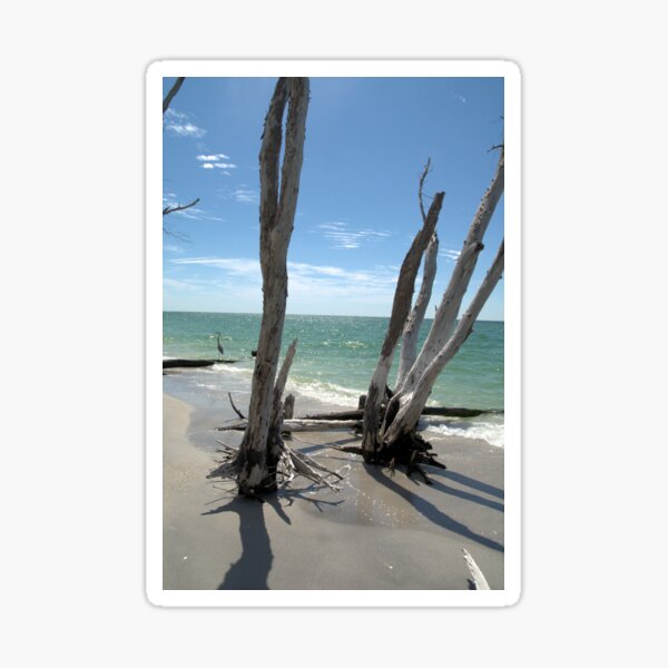 Stumps at Stump Pass Florida, USA Sticker
