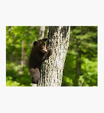 A Black Bear cub in a tree Photographic Print