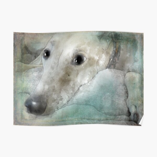 Those greyhound eyes! Poster