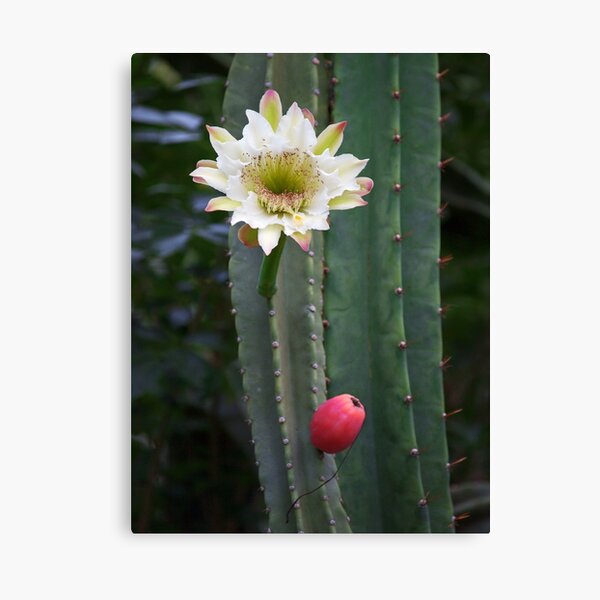 Night Bloom Canvas Print