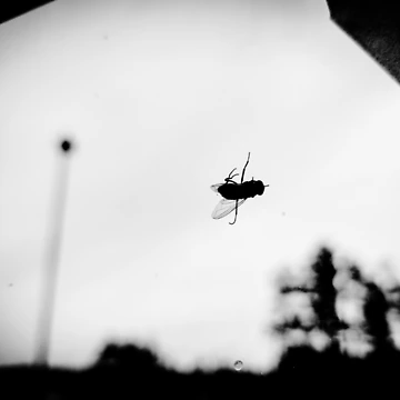 Artwork thumbnail, Fly by D351