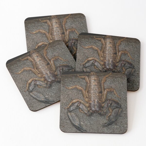 Item preview, Rainforest scorpion (Hormurus waigiensis)  designed and sold by Trent Townsend.