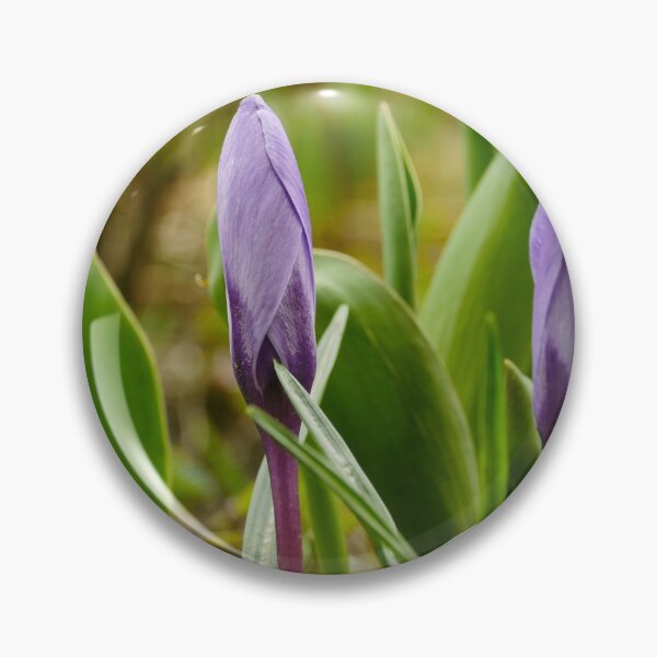 Artikelvorschau, Krokusblüten Primeln entworfen und verkauft von mrivserg.