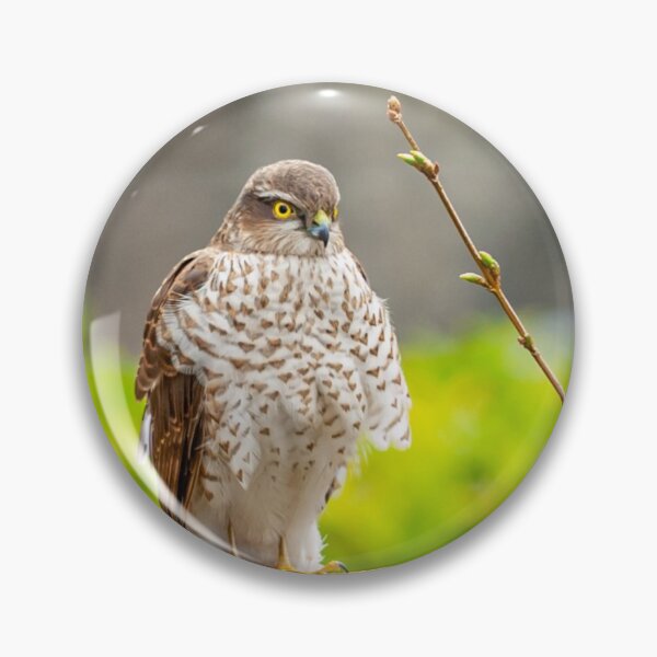 Item preview, Sparrowhawk watching the birds on the bird table designed and sold by Dalyndigital Photography.