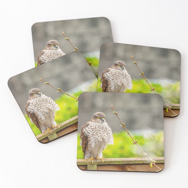 Item preview, Sparrowhawk watching the birds on the bird table designed and sold by Dalyndigital Photography.