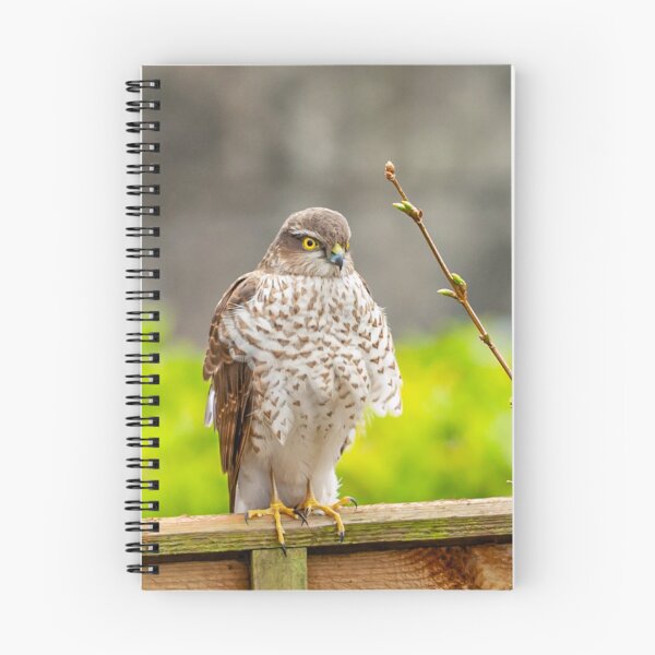Item preview, Sparrowhawk watching the birds on the bird table designed and sold by Dalyndigital Photography.