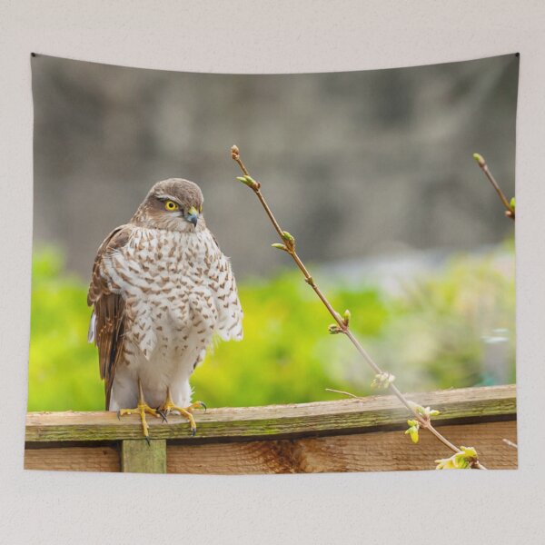 Item preview, Sparrowhawk watching the birds on the bird table designed and sold by Dalyndigital Photography.