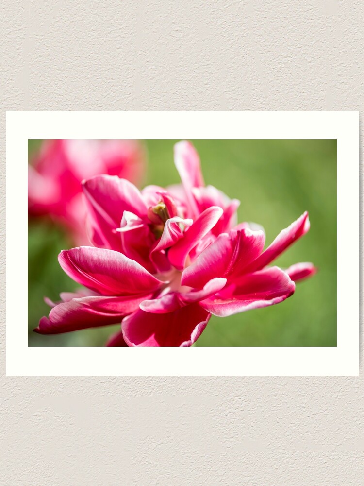 Thesis for roselily 05 image