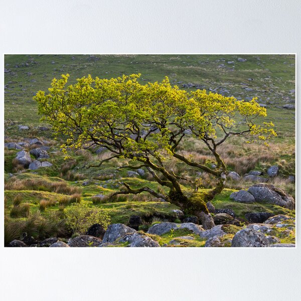 Item preview, Lone tree on Dartmoor designed and sold by Pete Hemington.