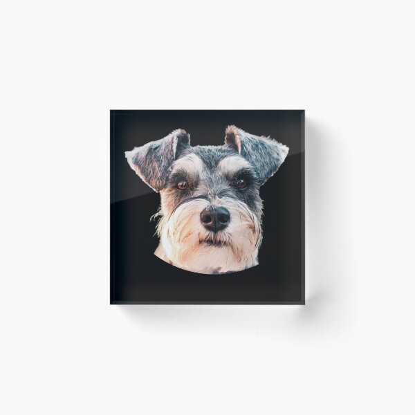 Aperçu de l'œuvre Schnauzer miniature drôle portrait de visage mignon maman schnauzer miniature créée et vendue par alaechamlal.