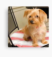 Sitting Pretty Canvas Print