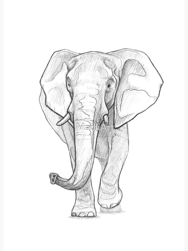 14,973 Outline Drawing Elephant Images, Stock Photos, 3D objects, & Vectors  | Shutterstock