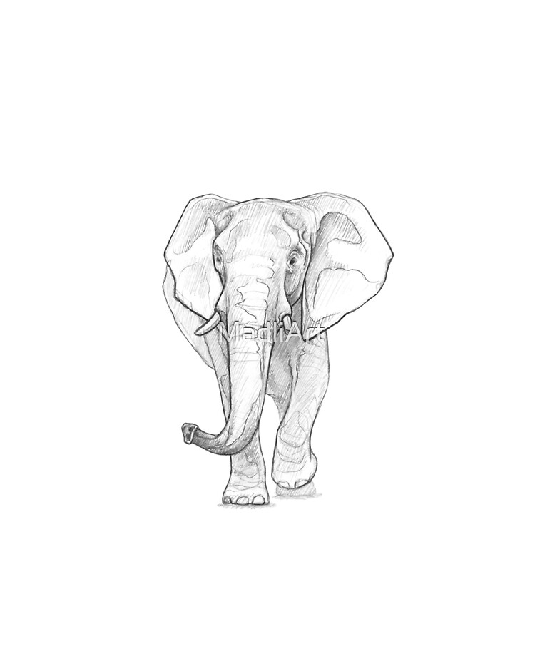 Sketch of walking African elephant. Sketch style hand drawn vector | Stock  vector | Colourbox