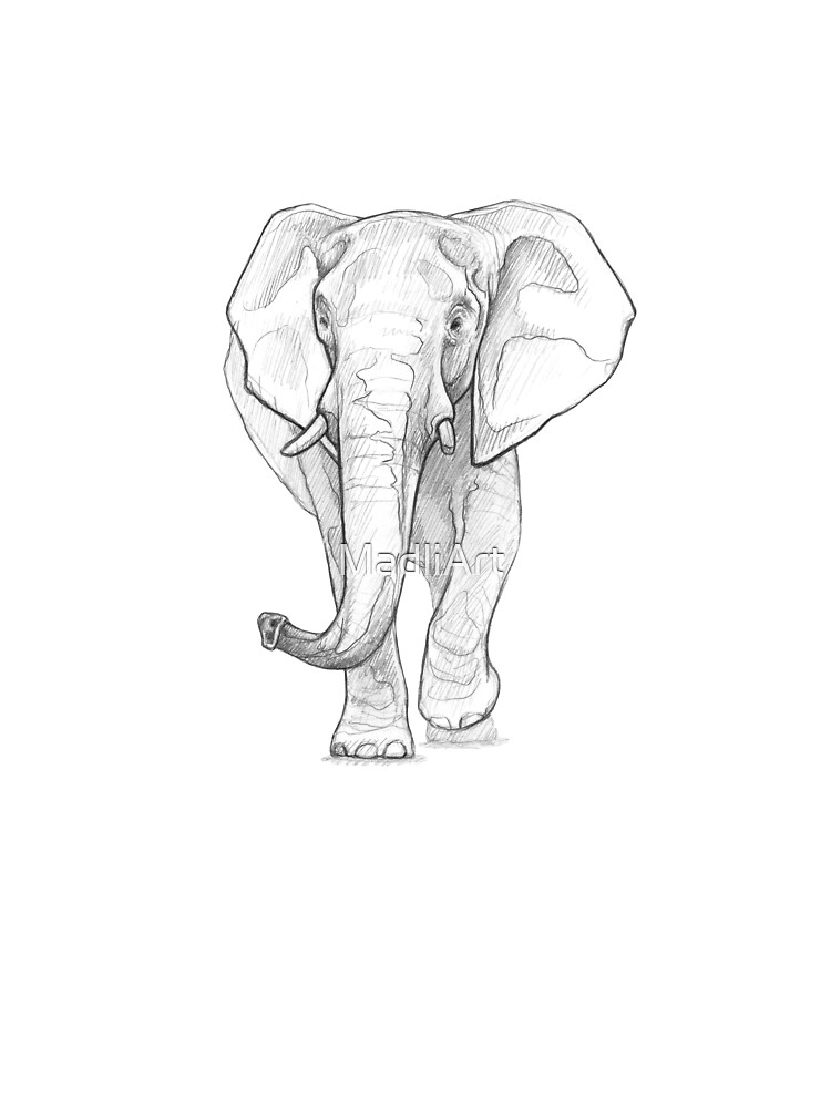 Pencil Drawing Elephant Sketch Vector Images (over 200)