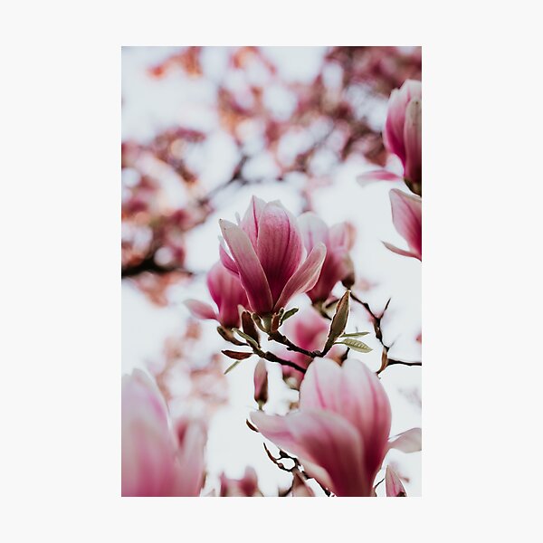 Oh my beautiful magnolia Photographic Print