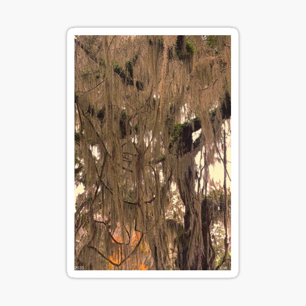 Item preview, Spanish Moss Vertical 3 designed and sold by LisaWootenPhoto.