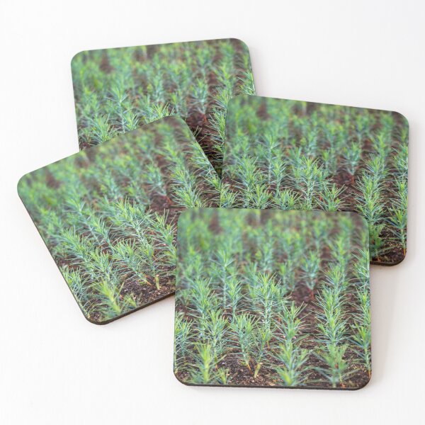 Item preview, Growing young seedlings of emerald thuja designed and sold by Mahirov Shop.