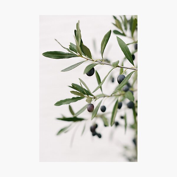 Branches d'olivier vert | Olivier | Minimaliste | Impression d'art Impression photo