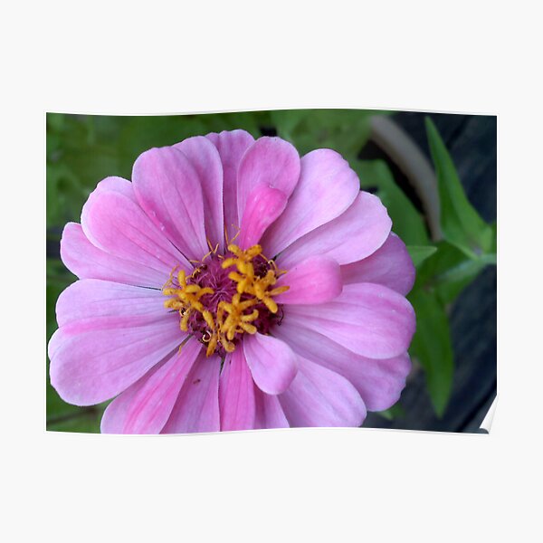 Delicate Pink Flower Poster