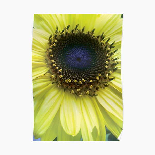 Sunflower Poster