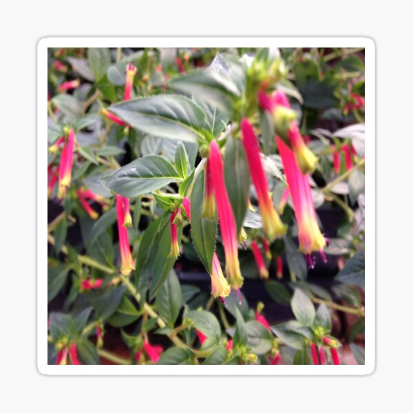 Hummingbird Fuchsia Plant Sticker