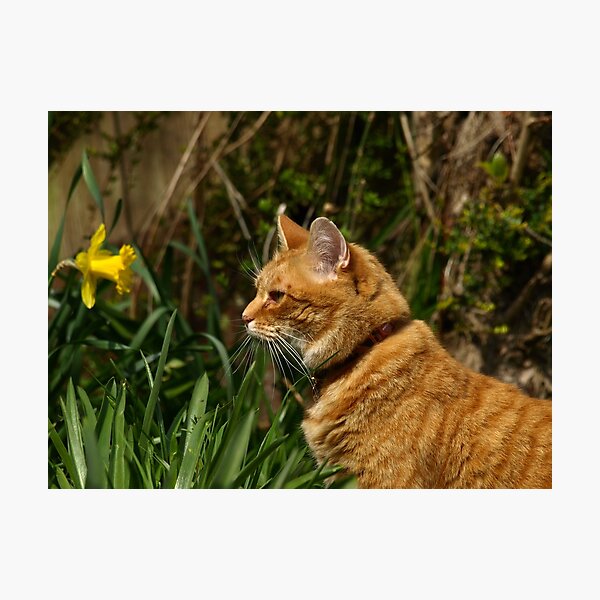 Ginger cat in garden with daffodil Photographic Print